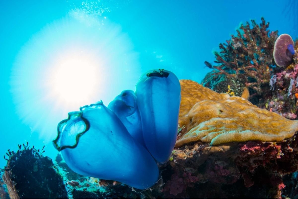 underwater landscape at Togean Islands tour package
