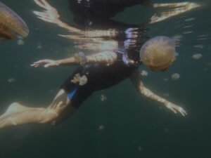 Swim with stingless jellyfish during Togean Island Retreat