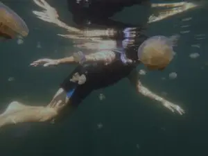 Swim with stingless jellyfish during Togean Island Retreat