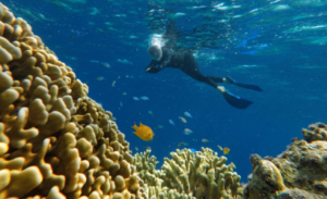 snorkeling spot for togean islands tour package