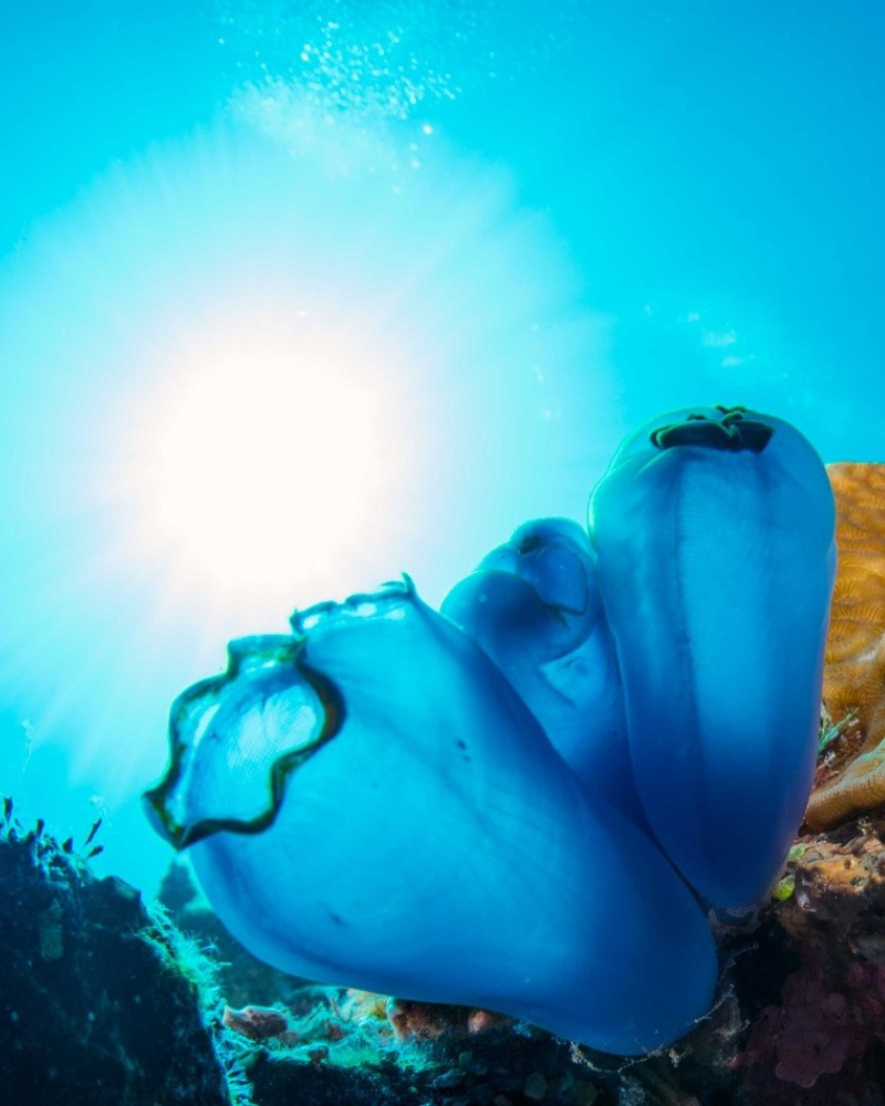 togean islands soft coral togean-islands-tours