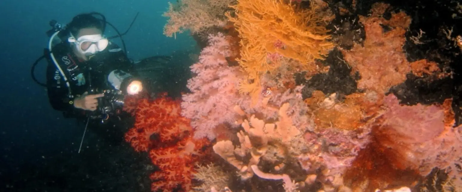 meet huge seafan in Togean Islands diving adventure