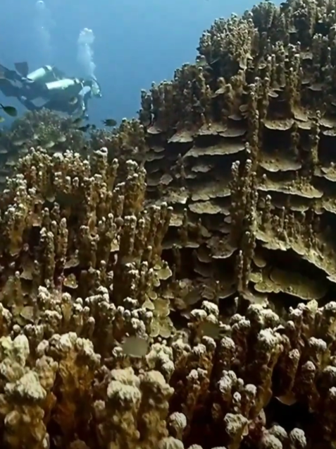 black forest, best places to visit in the Togean Islands