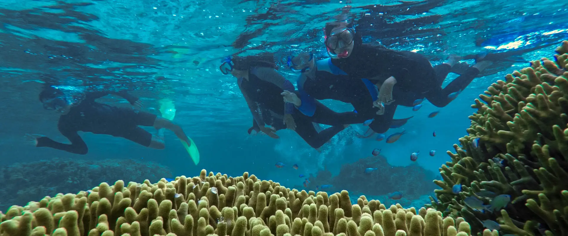 snorkeling at the beautiful coral garden in togean islands