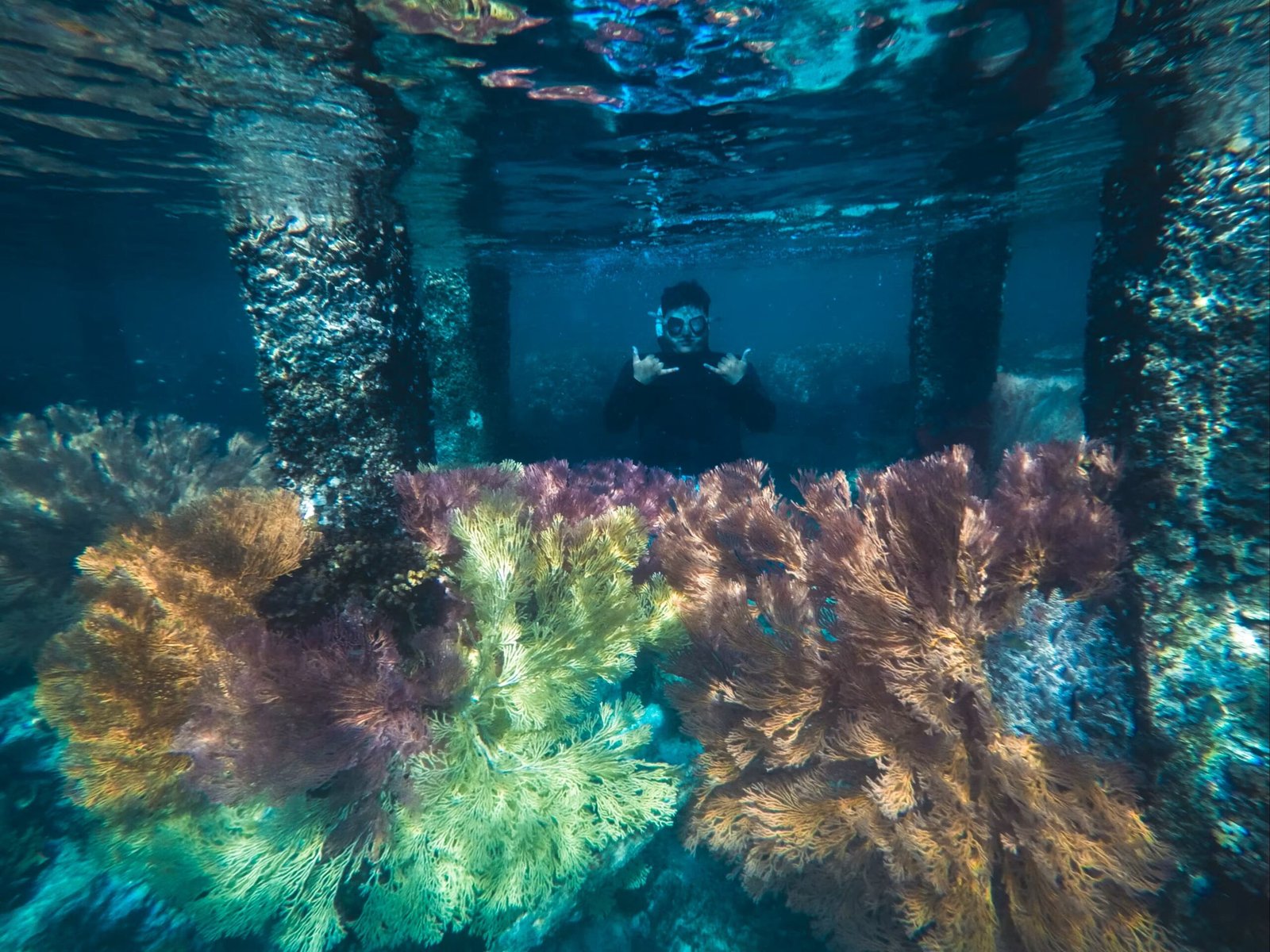 coral garden
