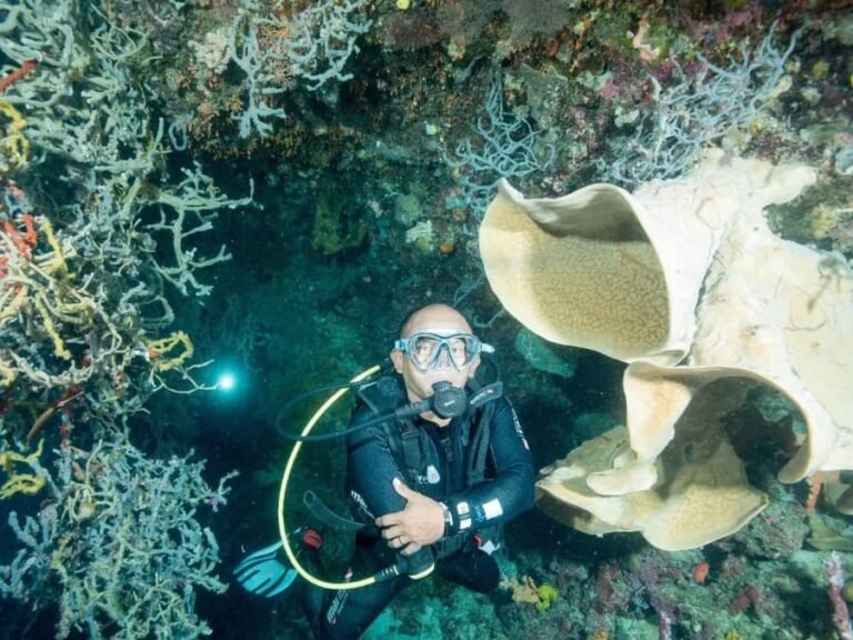 diving ali