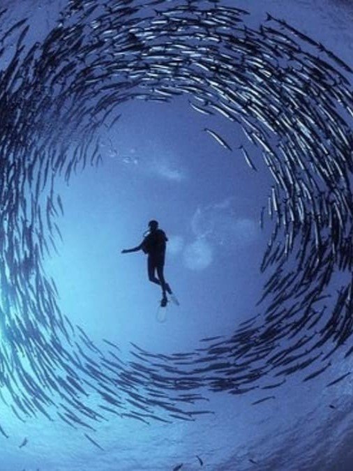 diving with baracuda - diving enthusiast must to visit in the Togean Islands