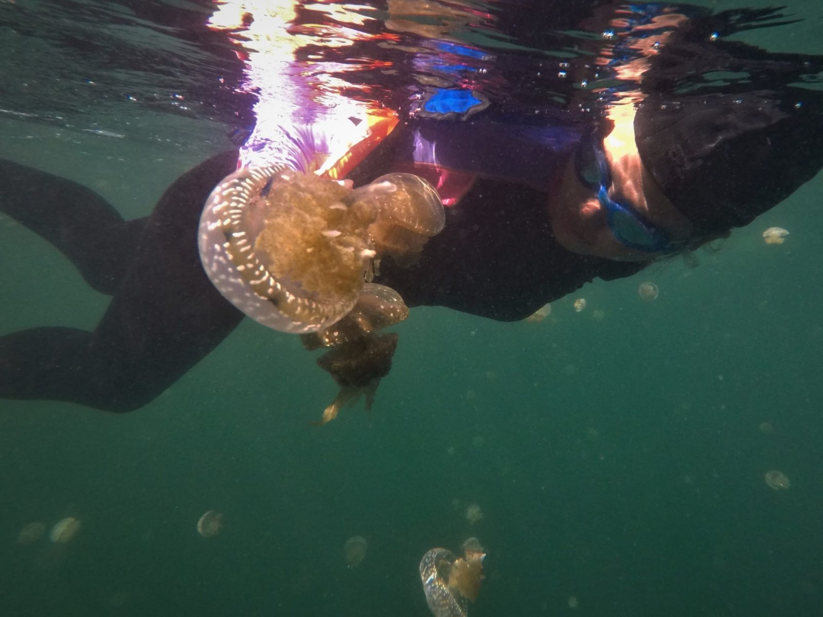 jellyfish lake