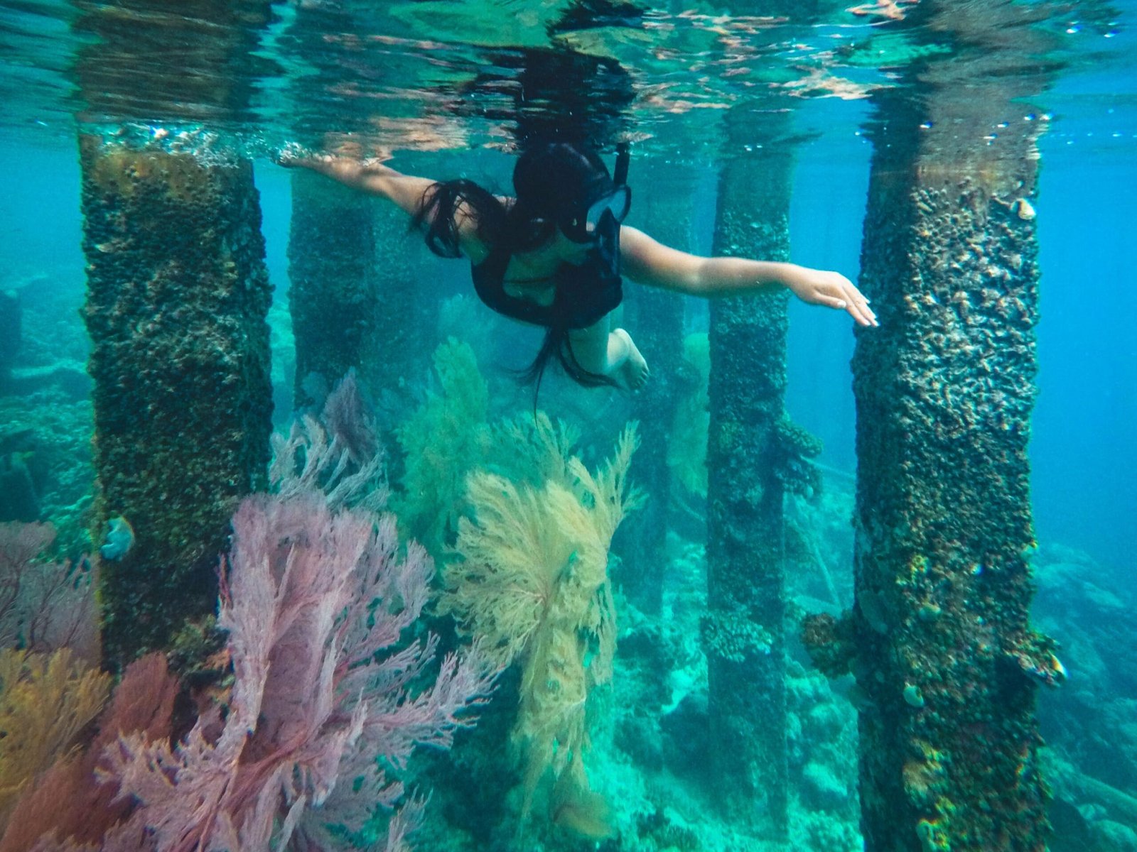 seafan garden