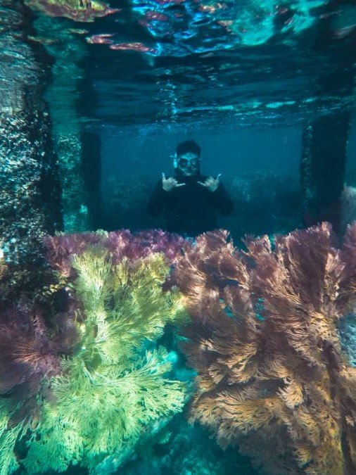 seafan garden amazing underwater. best places to visit in the Togean Islands