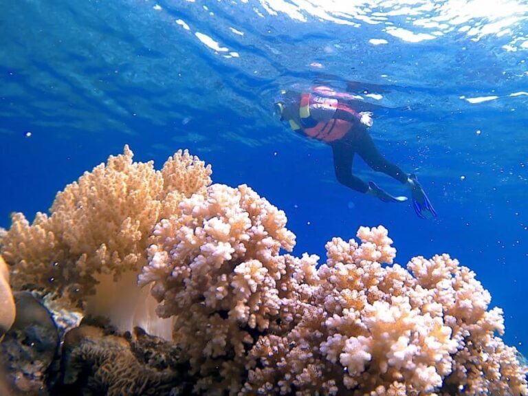 snorkeling