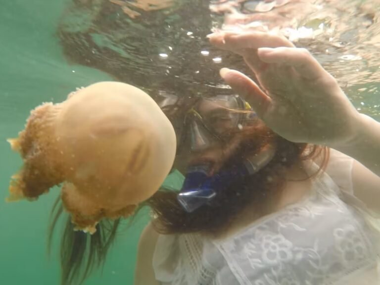 snorkeling with jellyfish
